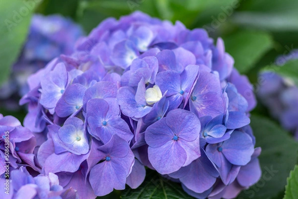 Obraz 紫陽花と梅雨