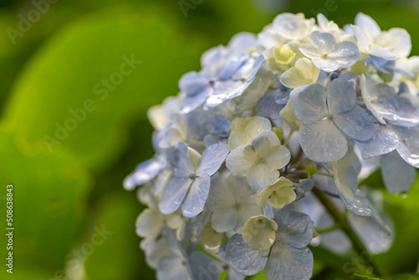 Obraz 紫陽花と梅雨