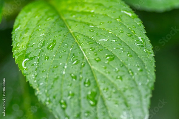 Obraz 雨露の雫と葉っぱ