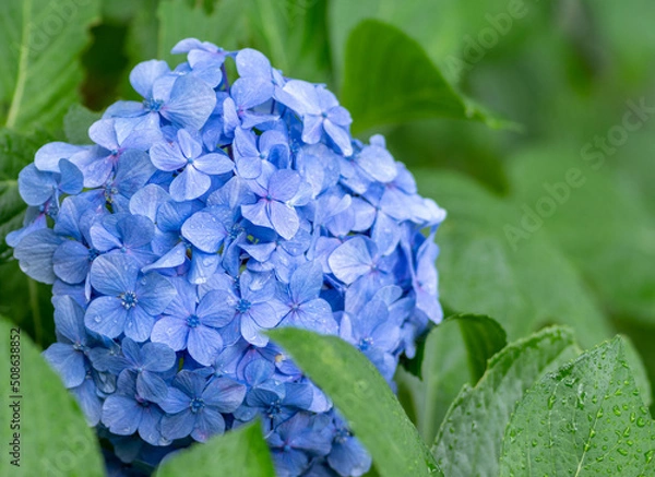 Obraz 紫陽花と梅雨