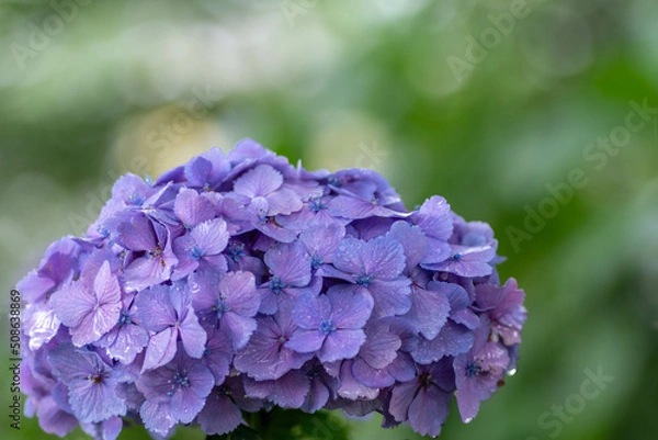 Obraz 紫陽花と梅雨