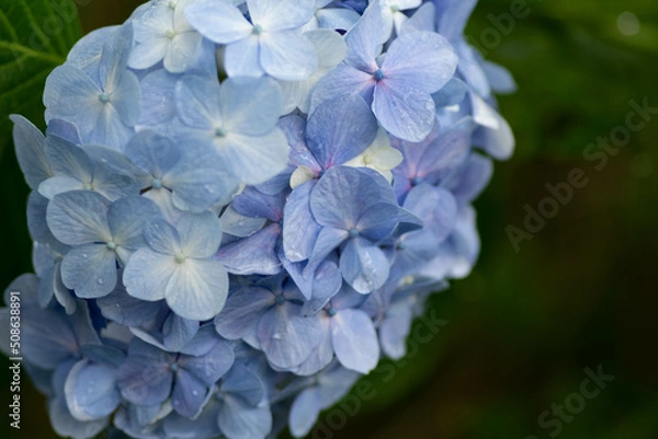 Obraz 紫陽花と梅雨