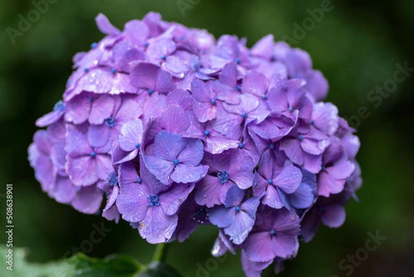 Obraz 紫陽花と梅雨