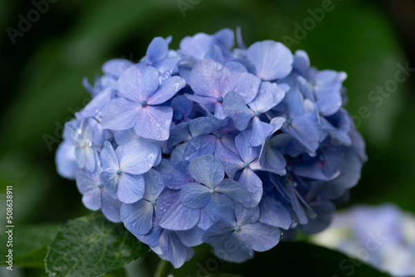 Obraz 紫陽花と梅雨