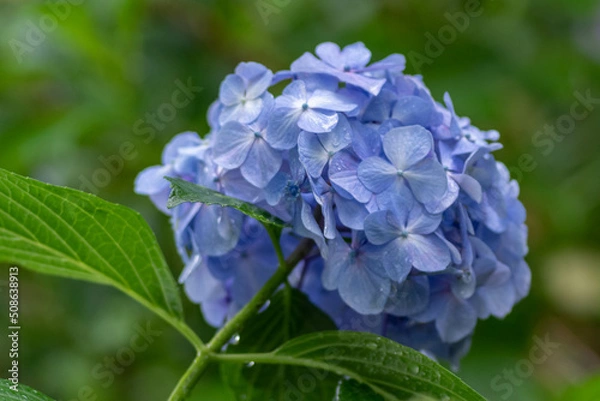 Obraz 紫陽花と梅雨
