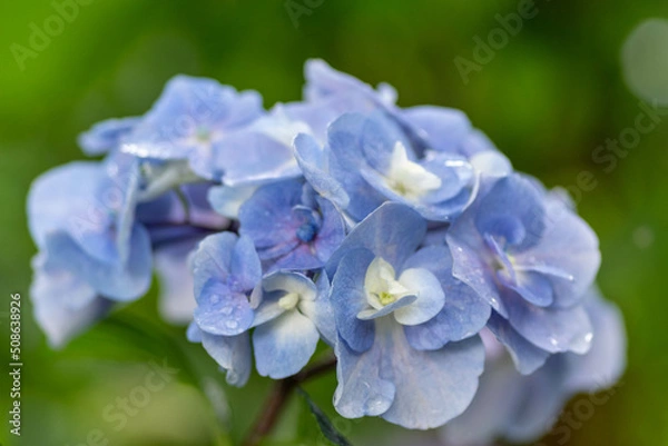 Obraz 紫陽花と梅雨