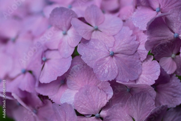 Obraz 紫陽花と梅雨