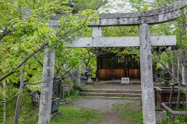 Obraz 新緑と鳥居