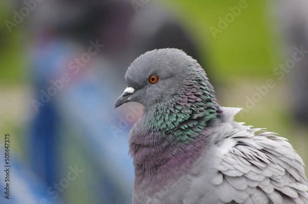 Obraz pigeons in the park