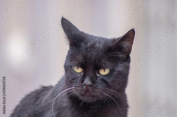 Fototapeta close up portrait of a cat