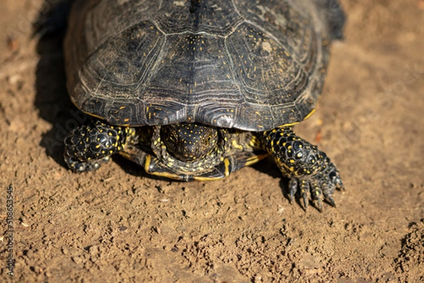 Obraz Emys orbicularis (European bog turtle) on the sand
