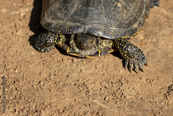 Obraz Emys orbicularis (European bog turtle) on the sand