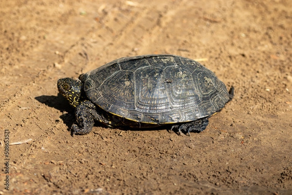Obraz Emys orbicularis (European bog turtle) on the sand