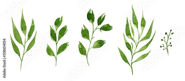 Fototapeta Set of watercolor rose design elements, flowers, leaves, twigs, shoots, branches, botanical illustration isolated on white background