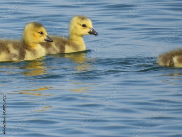 Obraz Goslings