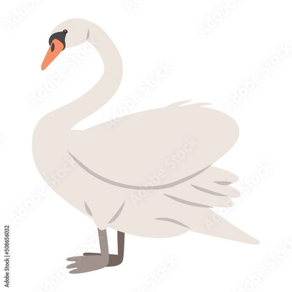 Obraz Vector illustration of a swan bird, isolated