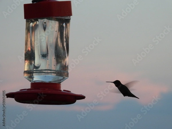Obraz Hummingbird in flight