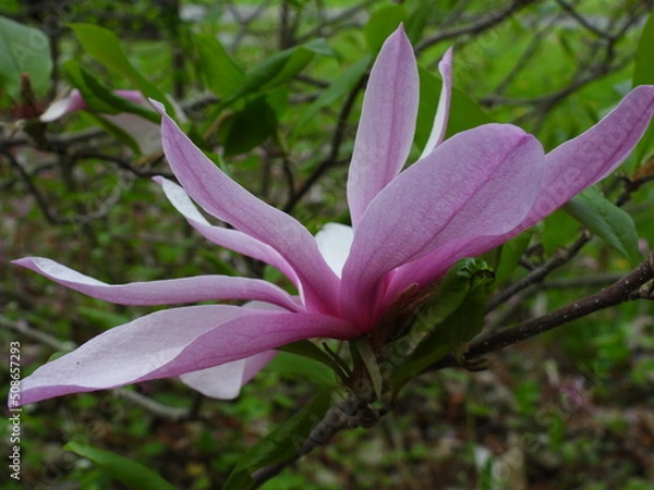 Obraz Magnolia Blossom