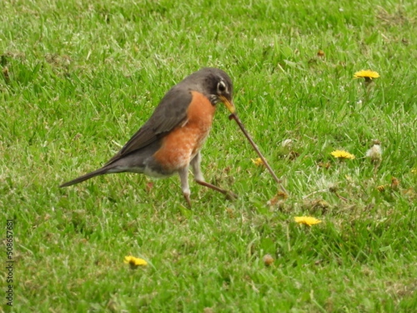 Obraz Early Bird gets the Worm