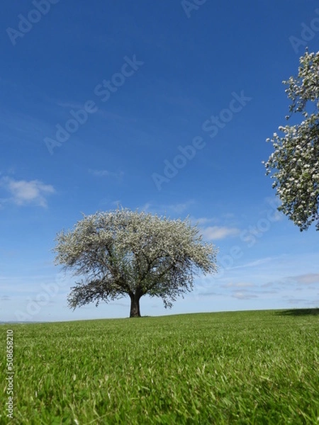 Obraz Apple Trees in Blossom