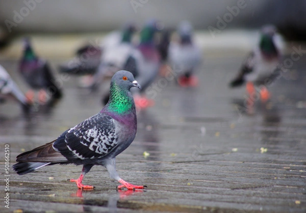 Obraz pigeon in the park