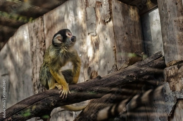 Obraz squirrel on a tree