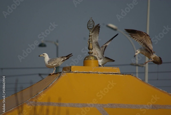 Obraz seagull in flight