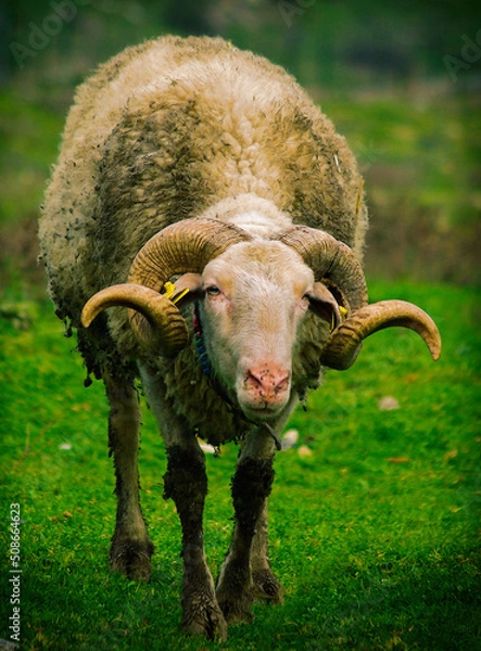 Obraz sheep in the field