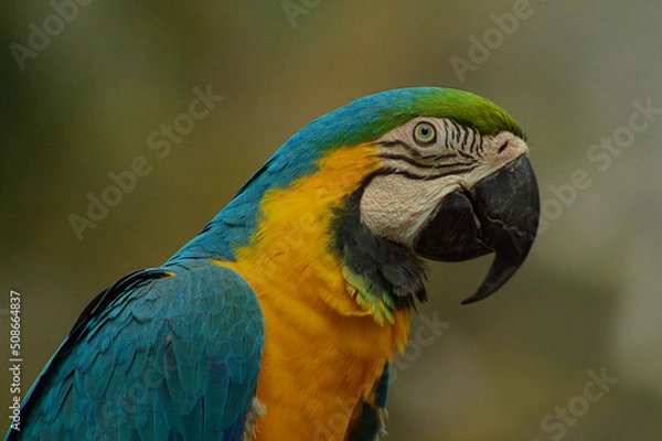Obraz blue and yellow macaw