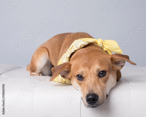 Obraz Gentle brown dog with yellow bandana lays down and looks warmly at the camera in the studio
