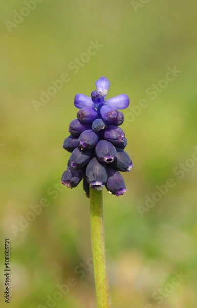 Obraz blue grape hyacinth