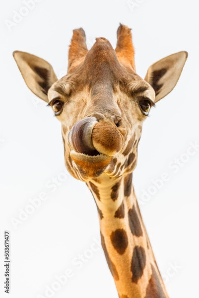 Obraz giraffe isolated on white