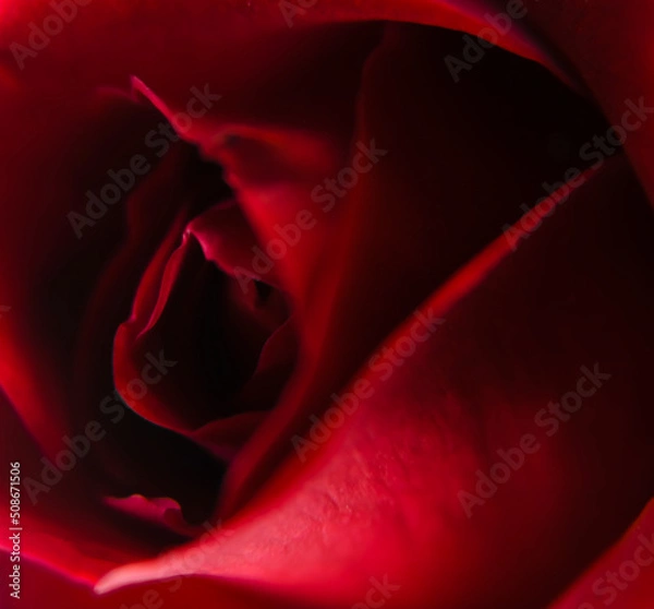 Obraz red rose closeup