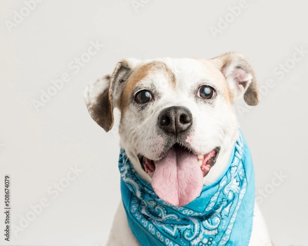 Obraz Big scruffy mutt with funny ears and open mouth showing a big tongue smiles for the camera wearing a turquoise bandana in the studio