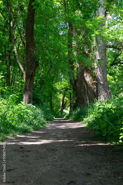 Obraz alley in the park
