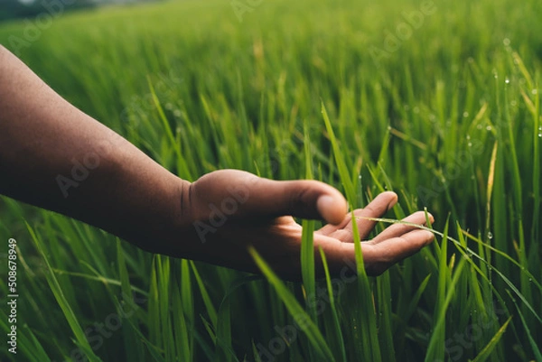 Fototapeta Unrecognizable male tourist touching harvest greenery standing on rice field in Philippines, selective focus on cropped agronomy checking paddy cultivation during morning at countryside with dew