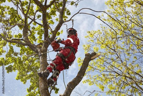Fototapeta Tree surgeon. Working with a chainsaw. Sawing wood with a chainsaw.