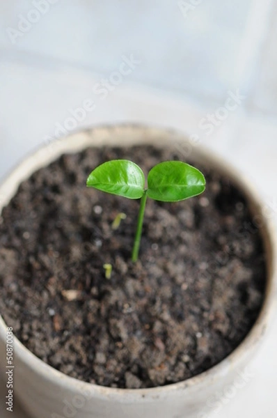 Obraz sprout in a pot
