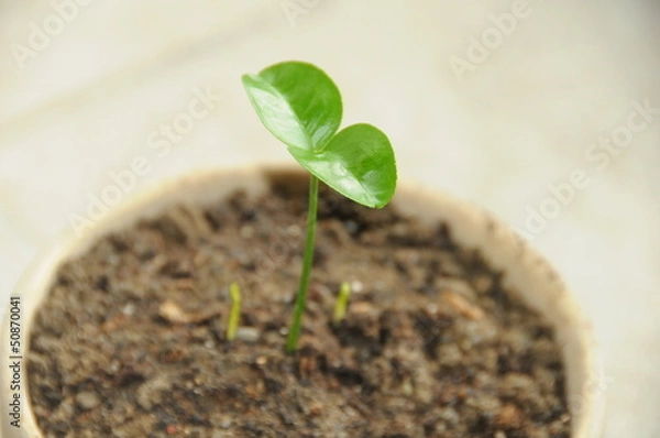 Obraz sprout in a pot