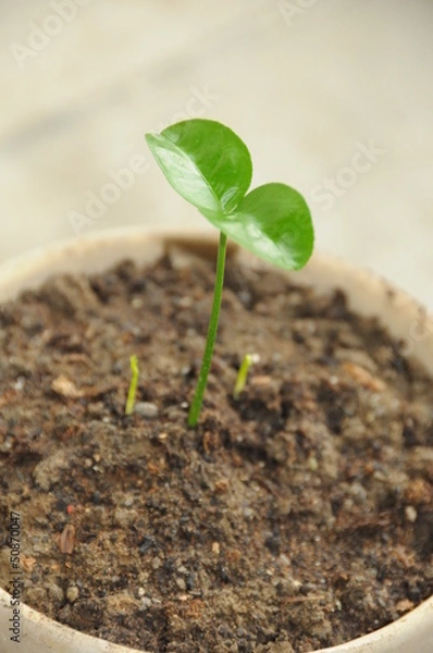 Obraz sprout in a pot