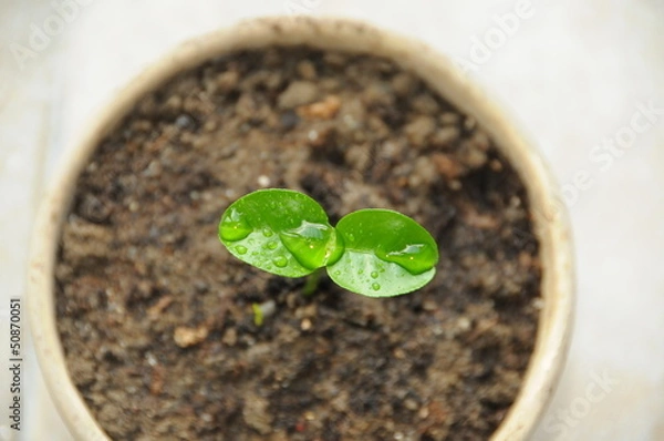 Obraz sprout in a pot