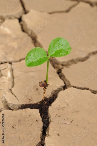 Obraz a sprout in a drought soil