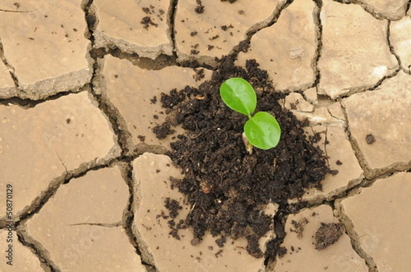 Obraz a sprout in a drought soil
