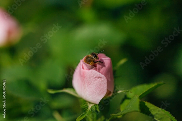 Fototapeta Honey bee on an unopened rose flower