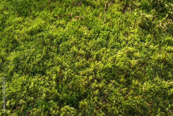 Fototapeta Green floral background with forest moss.