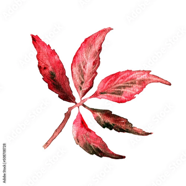 Obraz Watercolor hand drawn red autumn leaf of wild grape isolated