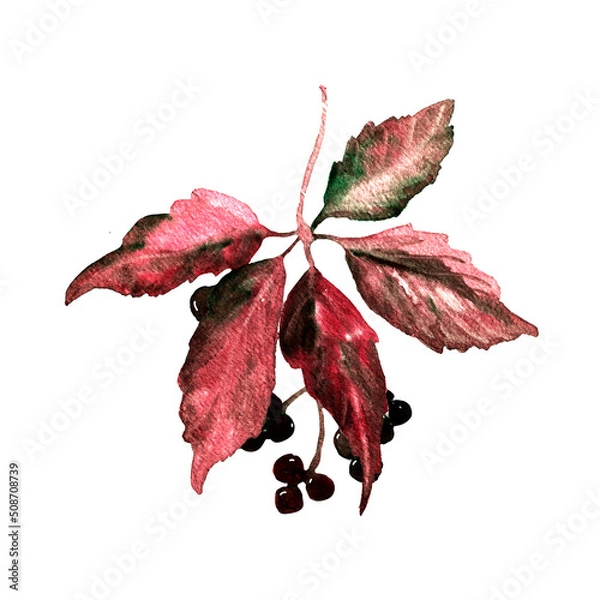 Obraz Watercolor hand drawn red autumn grape leaf with berries isolated