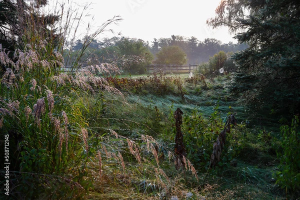 Obraz Morning in the fields