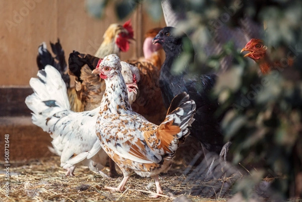 Fototapeta Chickens on traditional free range poultry farm.