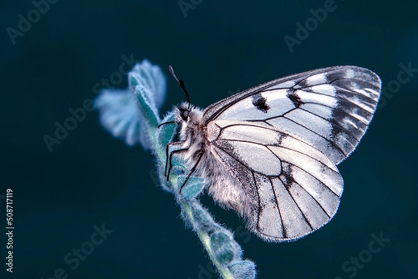 Fototapeta Macro shots, Beautiful nature scene. Closeup beautiful butterfly sitting on the flower in a summer garden.